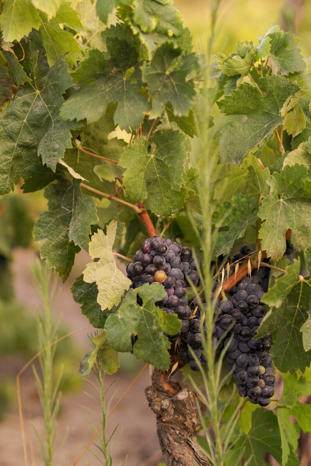 Cluster of ripe black grapes among green vine leaves.