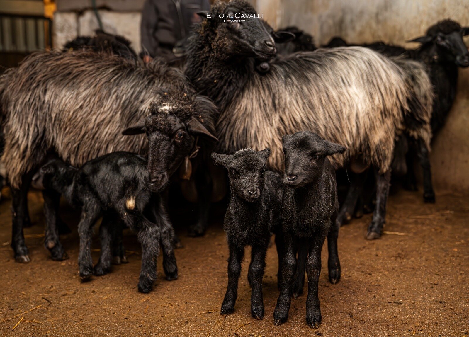 Laboratori Creativi Esperenziali