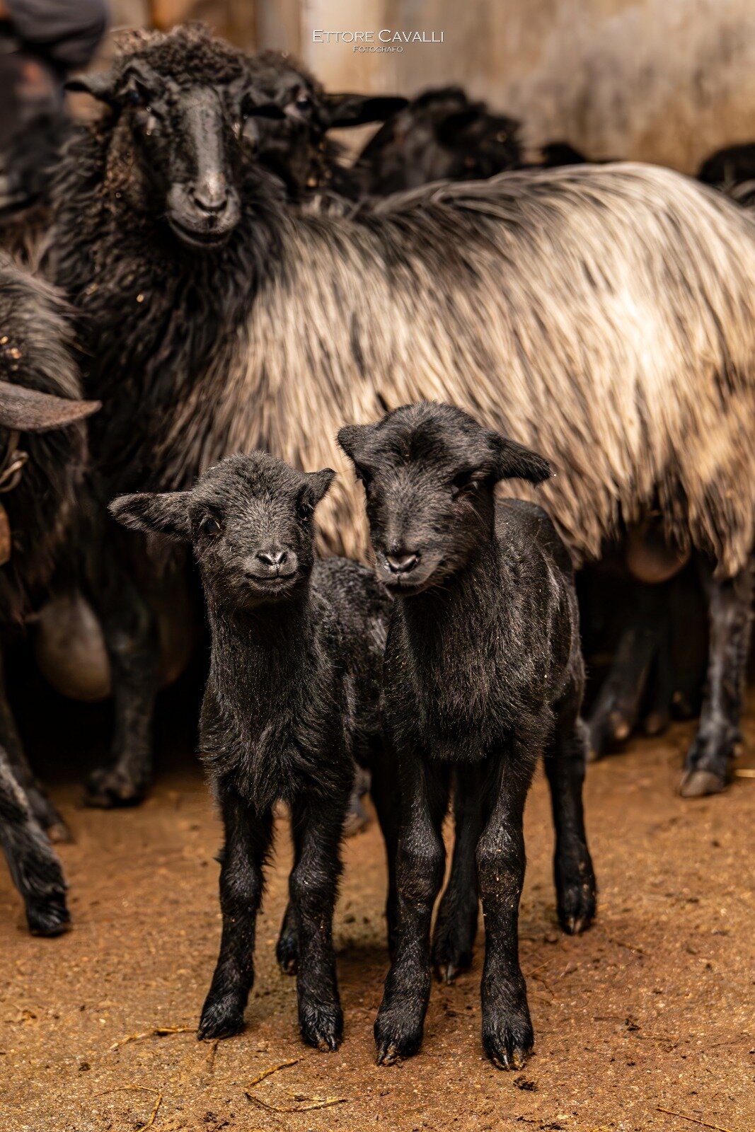 Img 69694b4191e153 56691782