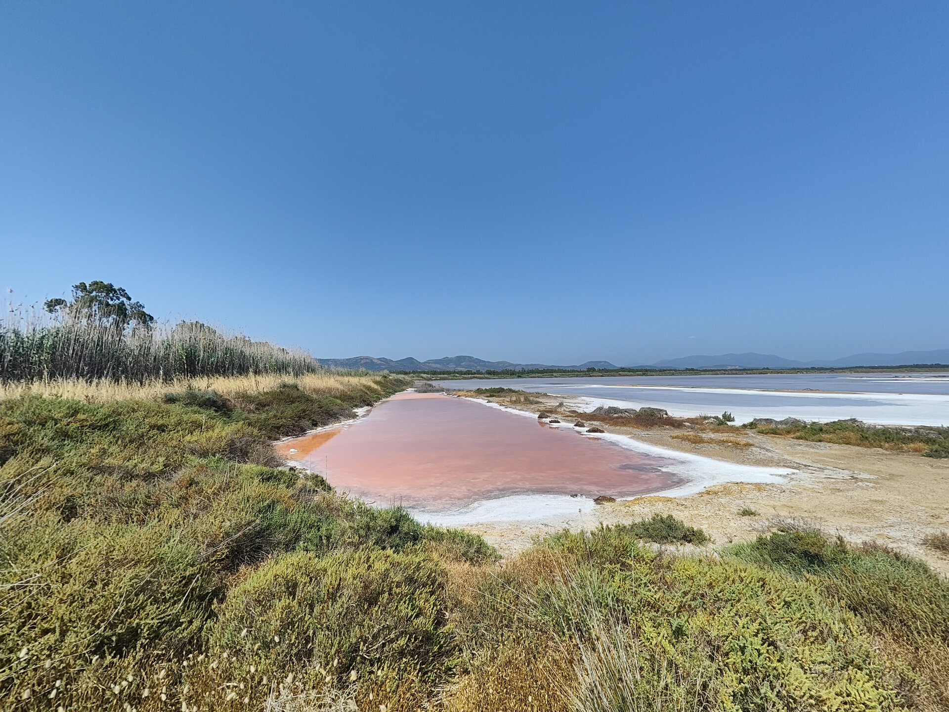 Salt pond with pink water and vegetation under a clear blue sky