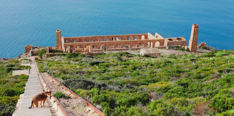 Historic ruins by the sea with a path and a dog in the foreground.