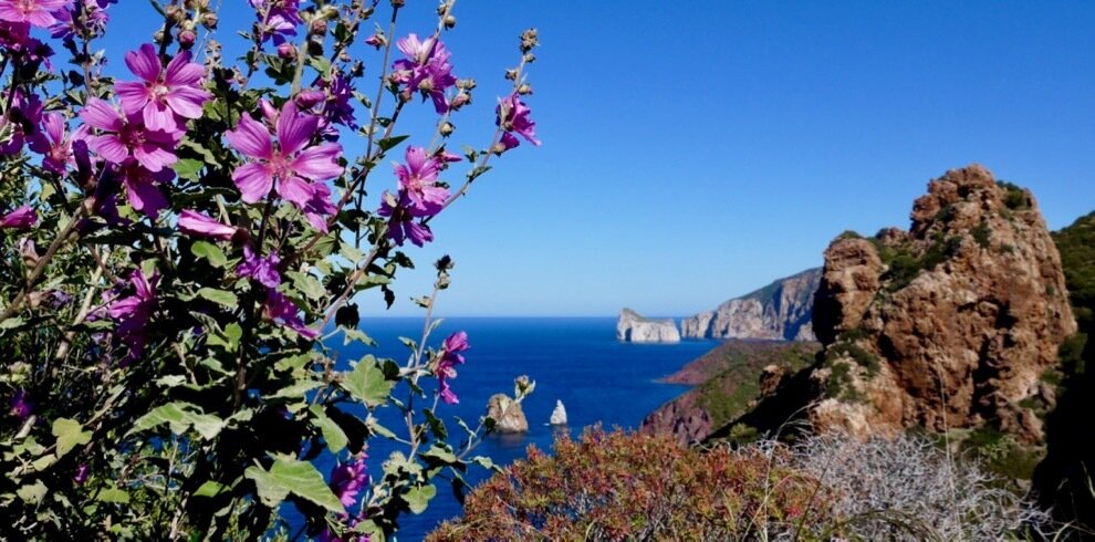 Purple flowers in foreground with sea and rocky cliffs in the background