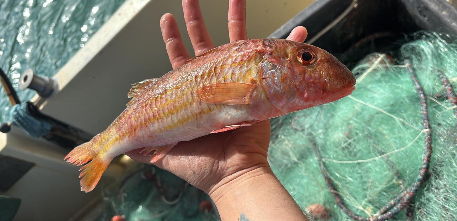 Pesce rosso tenue tenuto in mano sopra rete da pesca verde.