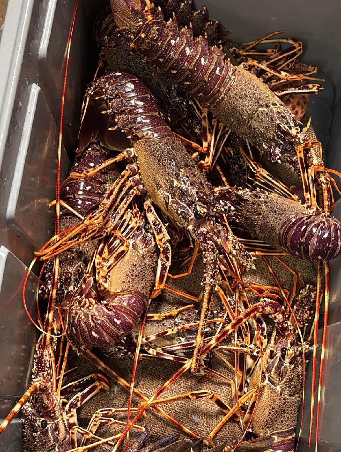 Aragoste vive in contenitore metallico, pronte per la vendita o la cucina.