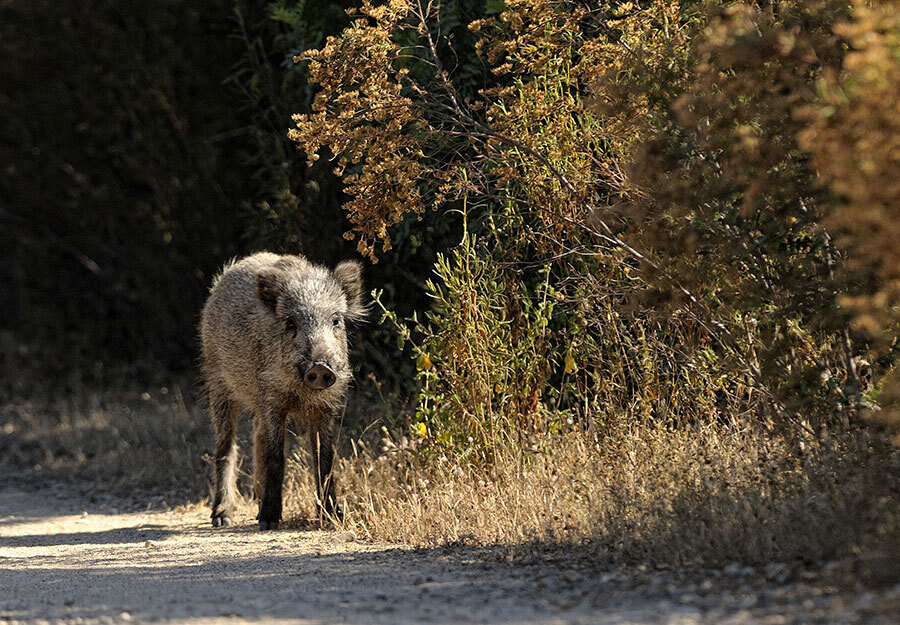 Tappa 12 - da Arenas a Su Mannau
