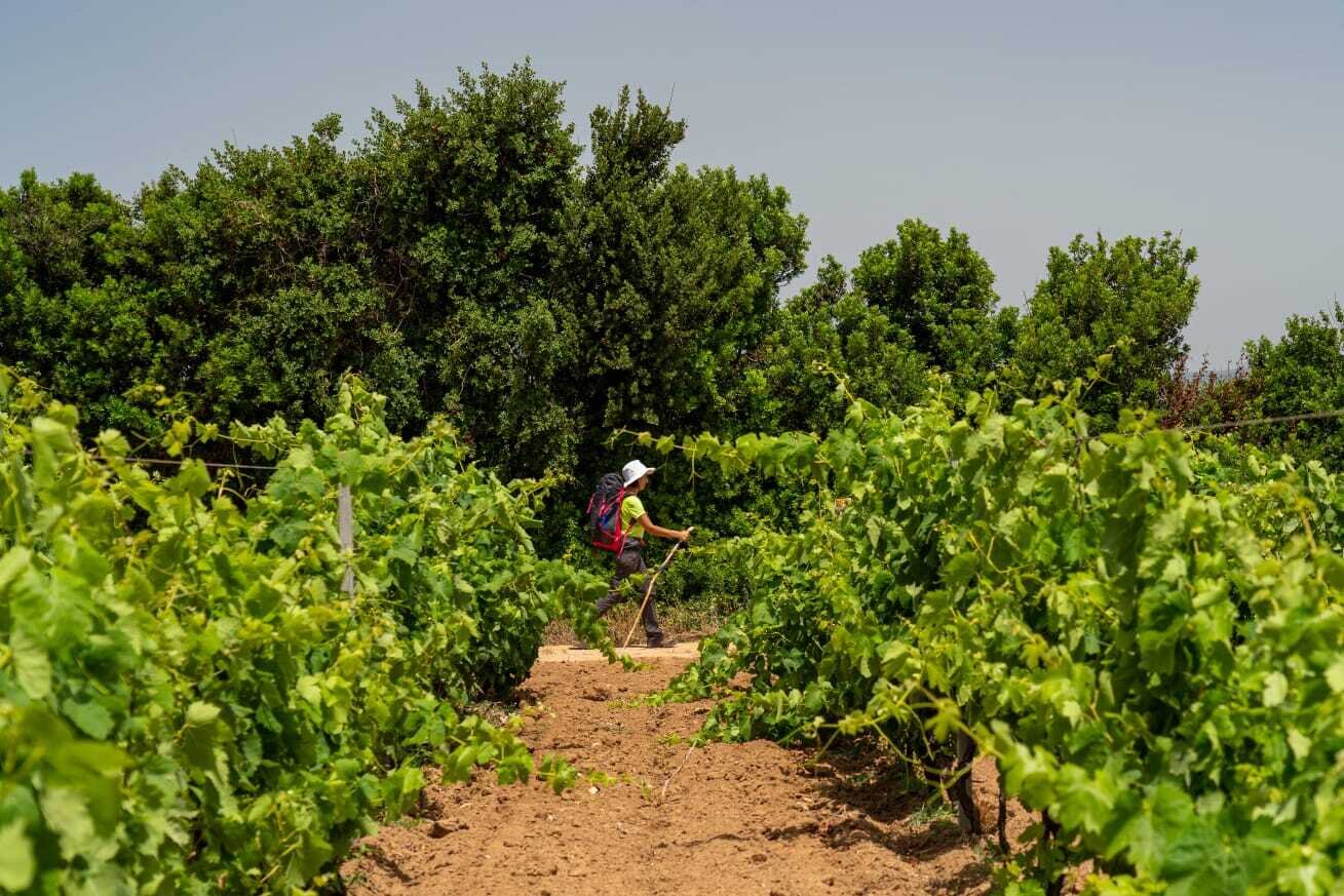 In Cammino Alla Scoperta Degli Inediti Sentieri Del Carignano Il Nuovo Itinerario Nel Sulcis Iglesiente Tra Vigne Mare E Miniere 11028