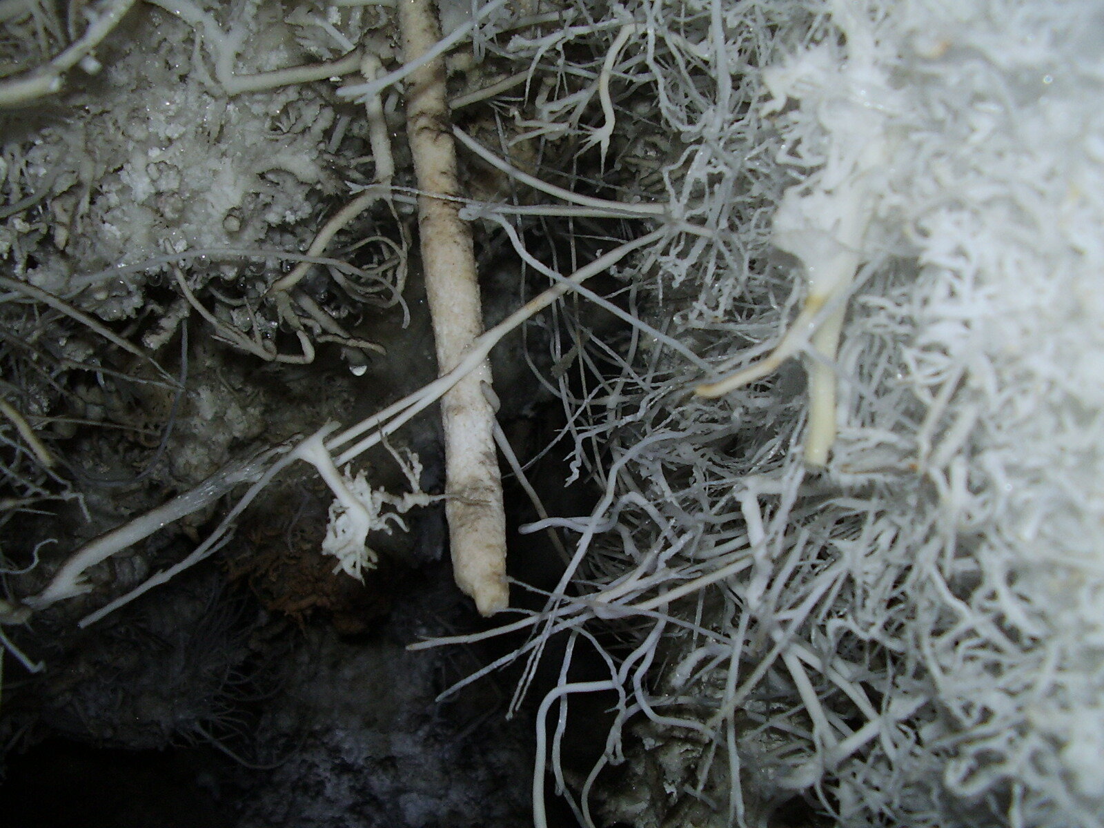 Img 699f20290f5ac7 49115674