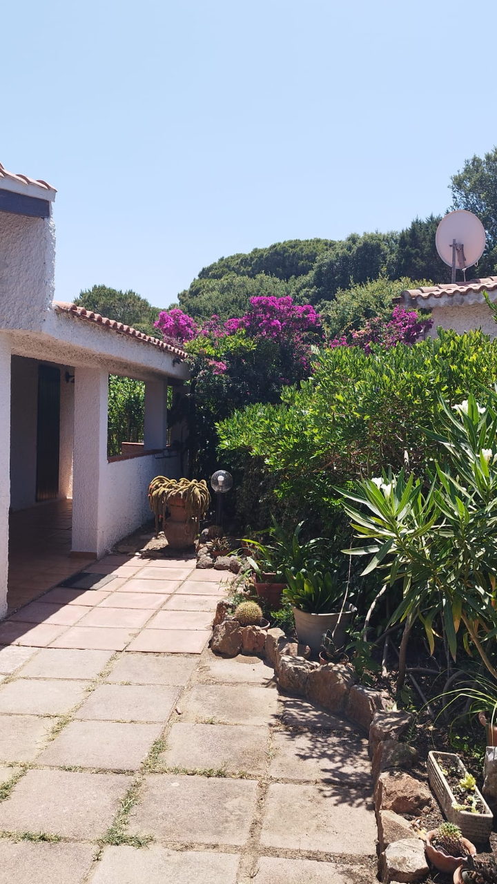 Cortile soleggiato con piante verdi e fiori viola vicino a una casa bianca.